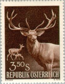 Red Deer (Cervus elaphus)