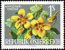 Nasturtium (Tropaeolum majus)