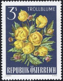 Globe Flower (Trollius europaeus)