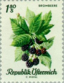 Blackberry (Rubus ursinus)