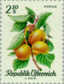 Apricot (Prunus armeniaca)