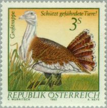 Great Bustard (Otis tarda)