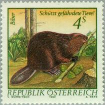 Eurasian Beaver (Castor fiber)