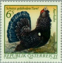 Western Capercaillie (Tetrao urogallus)