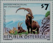 Alpine Ibex (Capra ibex)