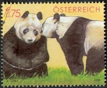 Giant Panda (Ailuropoda melanoleuca)