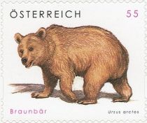 Brown Bear (Ursus arctos)