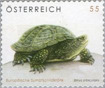 European Pond Turtle (Emys orbicularis)