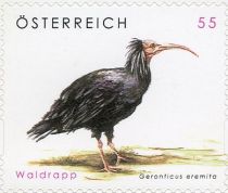 Northern Bald Ibis (Geronticus eremita)