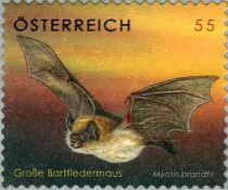 Brandt's Myotis (Myotis brandtii)