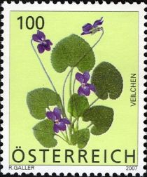 Eurasian Sweet Violet (Viola odorata)