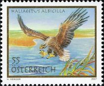 White-tailed Eagle (Haliaeetus albicilla)