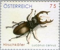 Stag Beetle (Lucanus cervus)