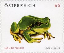 European Tree Frog (Hyla arborea)