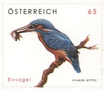 Common Kingfisher (Alcedo atthis)