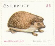 Northern White-breasted Hedgehog (Erinaceus concolor)