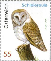 Barn Owl (Tyto alba)