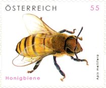 European Honey Bee (Apis mellifera)