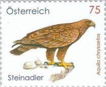 Golden Eagle (Aquila chrysaetos)