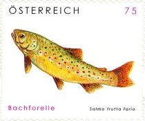 River Trout (Salmo trutta fario)