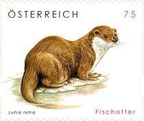 Eurasian Otter (Lutra lutra)