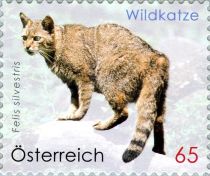 Wildcat (Felis silvestris)