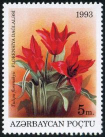 Tulipa florenskyii