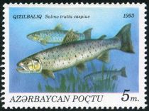 Caspian Trout (Salmo trutta caspius)