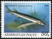 Stellate Sturgeon (Acipenser stellatus)