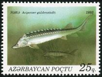 Russian Sturgeon (Acipenser gueldenstaedtii)