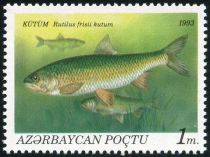 Caspian Kutum (Rutilus frisii kutum)