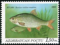 Caspian Roach (Rutilus rutilus caspicus)