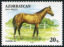 Akhalteka Horse (Equus ferus caballus)