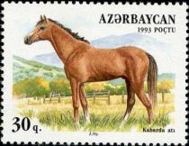 Kabarda Horse (Equus ferus caballus)