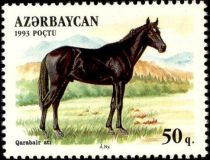 Qarabair Horse (Equus ferus caballus)