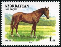 Don Horse (Equus ferus caballus)