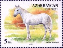 Orlov Horse (Equus ferus caballus)