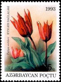 Tulipa eichleri