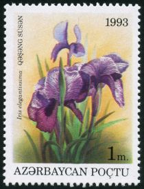 Iris elegantissima