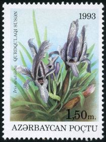 Iris acutiloba