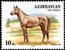 Deliboz Horse (Equus ferus caballus)