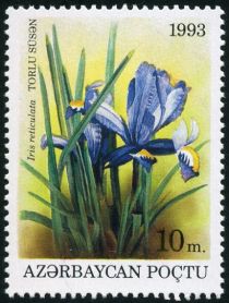 Iris reticulata