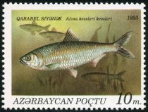 Caspian Anadromus Shad (Alosa kessleri kessleri)