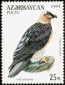 Lammergeier (Gypaetus barbatus)