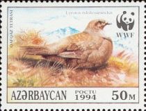 Caucasian Grouse (Lyrurus mlokosiewiczi)