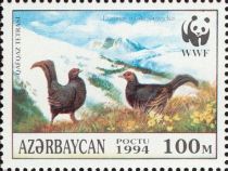 Caucasian Grouse (Lyrurus mlokosiewiczi)