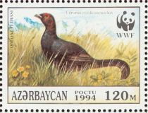 Caucasian Grouse (Lyrurus mlokosiewiczi)