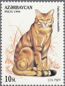 African Wildcat (Felis libica caudata)