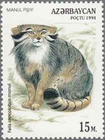 Manul Cat (Felis otocolobus manul)