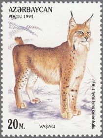 Lynx (Felis lyns lyns orientalis)